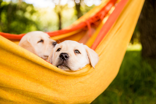 Two labrador puppy in yellow hammock