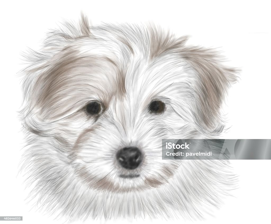 Tulear cotton Hand drawing - portrait puppy Coton de Tulear - colored Animal Stock Photo