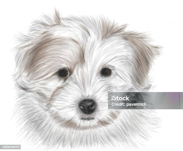Tulear Cotton Stock Photo - Download Image Now - Animal, Animal Hair, Beige
