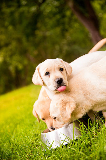 istock Puppies eating from dog bowl 482646041