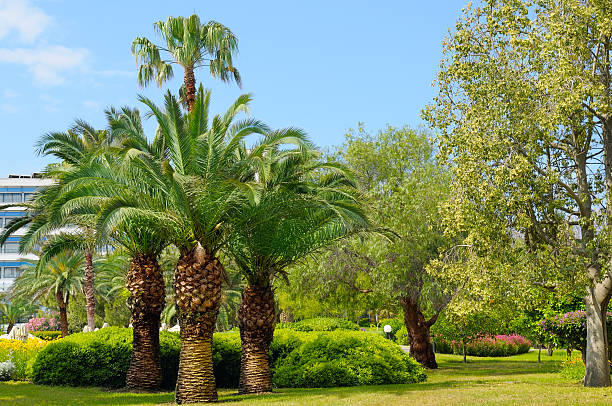 istock tropical garden with palm trees 482646268