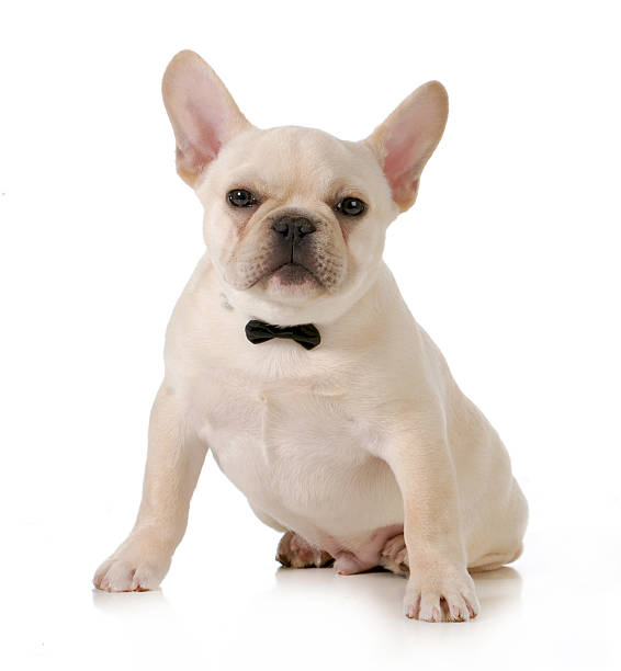 istock male french bulldog 482646489