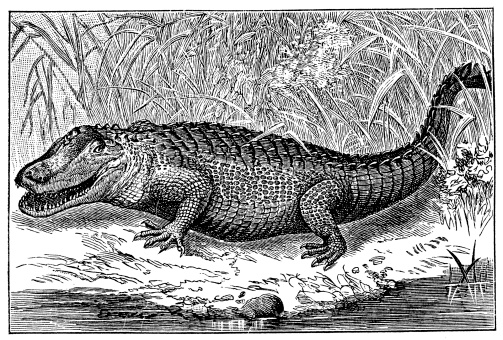 Antique illustration of American alligator (Alligator mississippiensis)