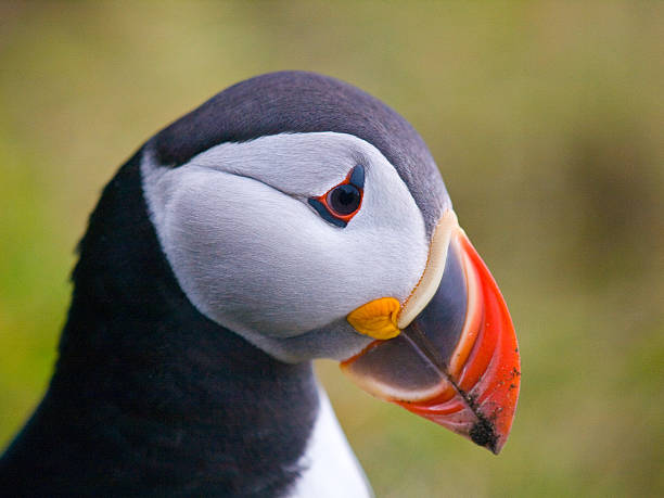 istock Atlantic or Common Puffin, Fratercula arctica 482646693