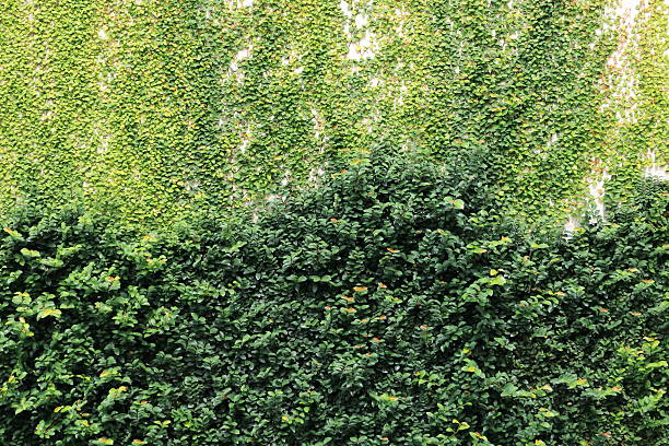istock Walls covered with green plants 482646784