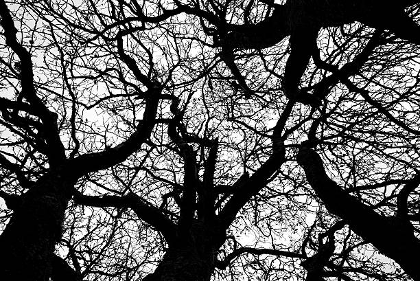 Trees against the sky stock photo