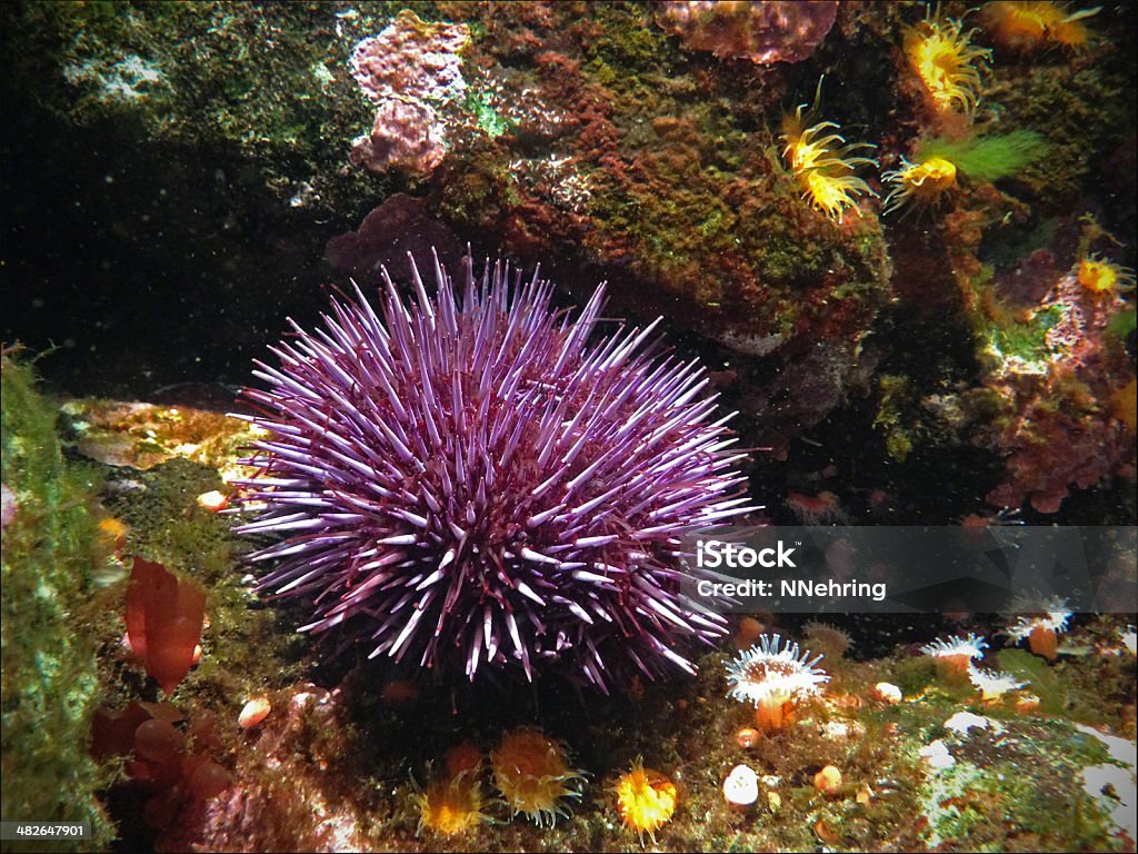 Riccio di mare viola Strongylocentrotus purpuratus - Foto stock royalty-free di ricci di mare