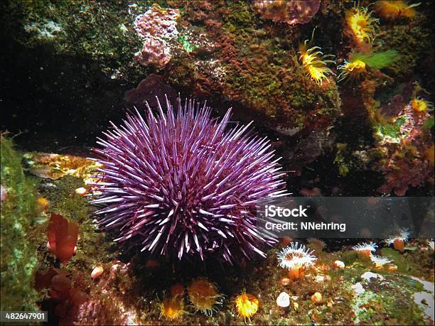 Riccio Di Mare Viola Strongylocentrotus Purpuratus - Fotografie stock e altre immagini di ricci di mare - ricci di mare, Riccio di mare viola, Mare