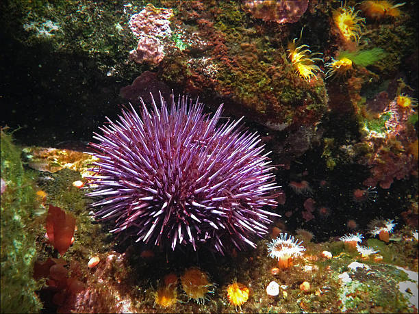 purple sea urchin  Strongylocentrotus purpuratus Purple sea urchin, Strongylocentrotus purpuratus, is found along Pacific coast from California through British Columbia. sea urchin stock pictures, royalty-free photos & images