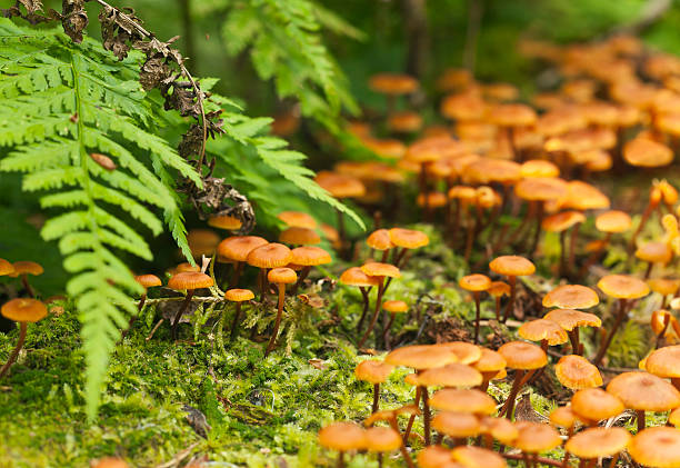 Xeromphalina mushrooms Xeromphalina mushrooms  marasmiaceae stock pictures, royalty-free photos & images