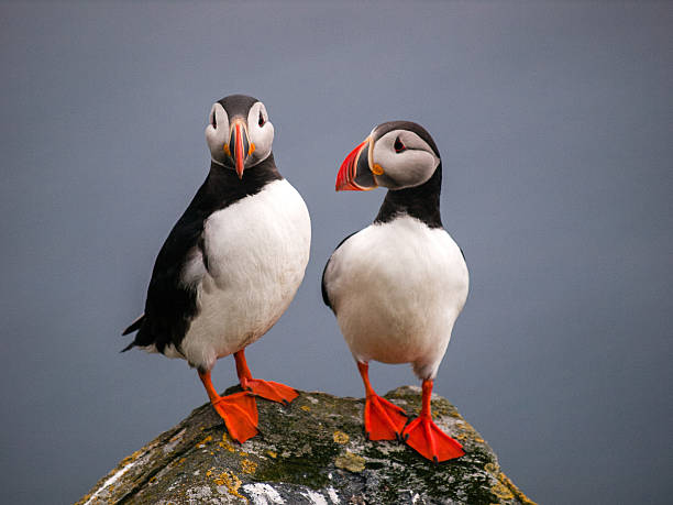 istock Atlantic or Common Puffin, Fratercula arctica 482648077