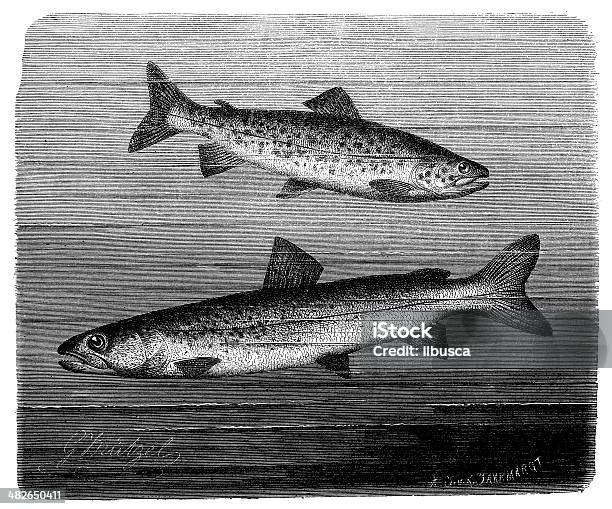 Ancienne Illustration De Truite Brune Et Huchen Saumon Ou Du Danube Vecteurs libres de droits et plus d'images vectorielles de Saumon - Animal