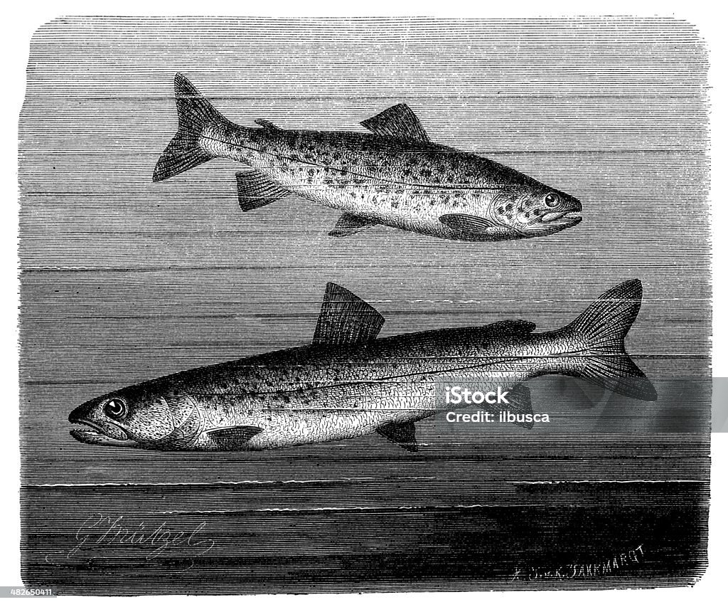 Antique Ilustração de truta marrom e huchen ou salmão do Danúbio - Ilustração de Salmão - Animal royalty-free