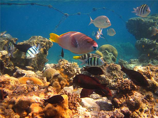 istock morning on a coral reef 482650483