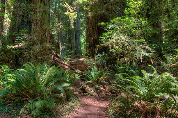 istock Footpath leading through a Redwood Jungle 482650547
