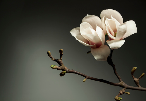 Blossoming magnolia on gray background