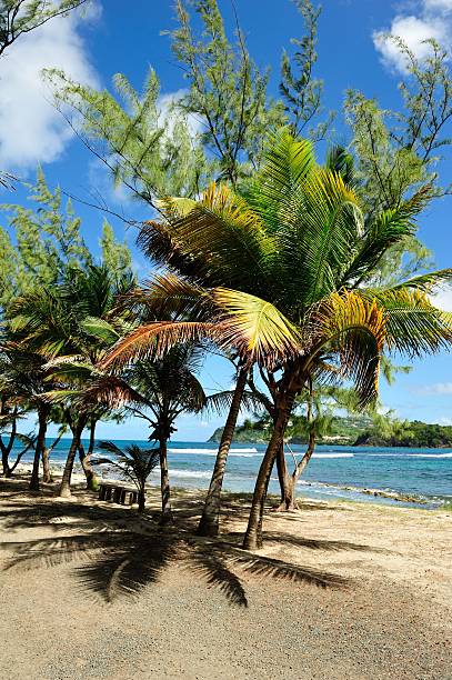 istock Beach Scene at Rodney Bay, Saint Lucia 482650617