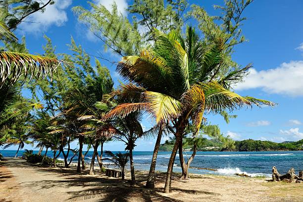 istock Beach Scene at Rodney Bay, Saint Lucia 482650635