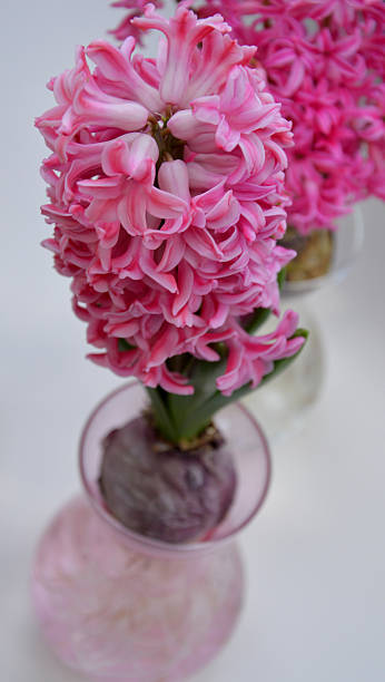 istock Pink Spring Hyacinth Lily Flowers in vase 482650929