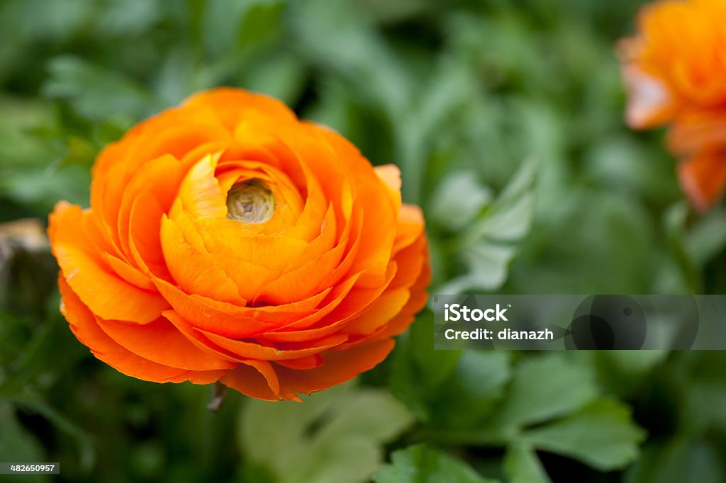 growing ranuncululus flowers Buttercup Family Stock Photo
