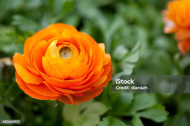 Growing Ranuncululus Flowers Stock Photo - Download Image Now - Buttercup Family, Ranunculus, Beauty In Nature