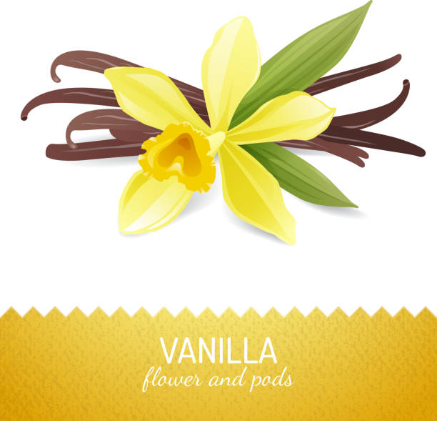 kuvapankkikuvitukset aiheesta vaniljakukka ja -palkot - yellow vanilla flower with green leaves