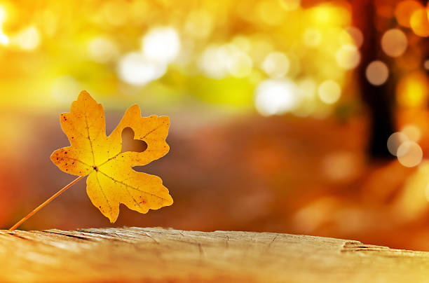 istock Golden autumn leaves 482651016