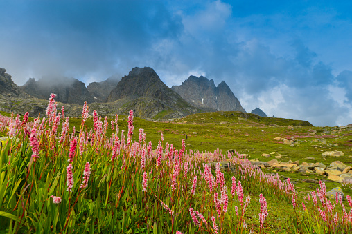 Valley of flowers in the Himalayan mountains.