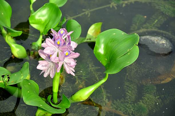 istock duckweed flowers floating in the lake 482651102