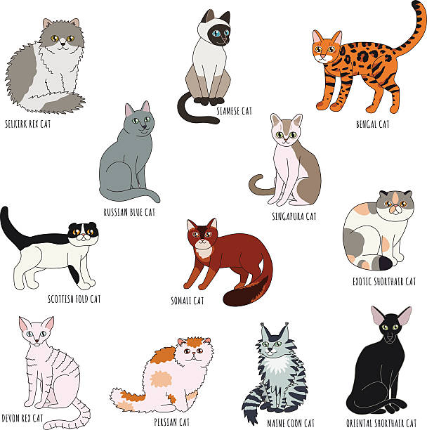 ilustraciones, imágenes clip art, dibujos animados e iconos de stock de cat razas de estilo de dibujos animados vector conjunto. - bengals