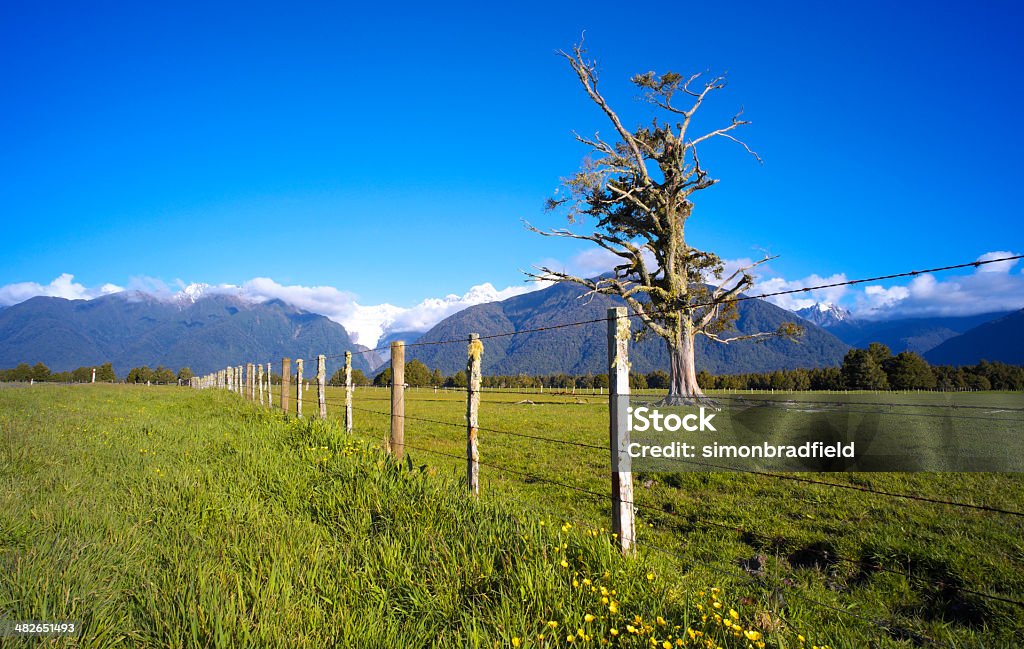 Fox Glacier Landscape Afternoon sun falls across a gnarled old Kahikatea tree growing in a paddock near Fox Glacier, on New Zealand's South Island. In the distance looms the peaks of the Southern Alps and the Mt Cook National Park. Barbed Wire Stock Photo