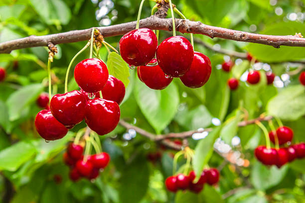 Berries cherries on a branch in the rain