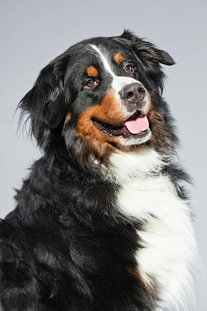 istock Cute berner sennen dog against grey background. Studio shot. 482651607