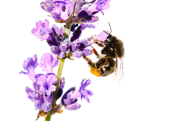 istock Red Tailed Bumble Bee on Lavender against white background 482654036