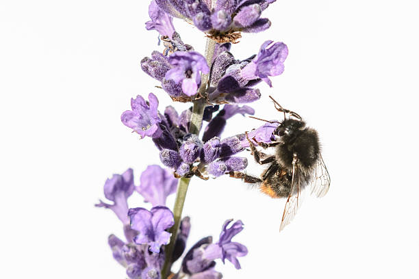 istock Red Tailed Bumble Bee on Lavender against white background 482654854