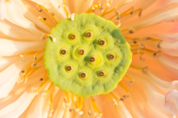 istock Thailand pink lotus style 482655110