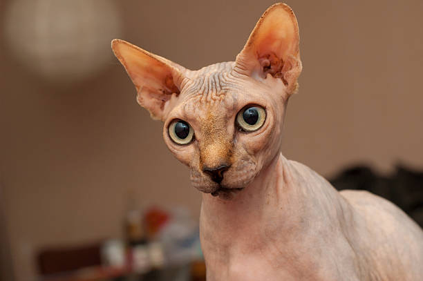 istock Sphinx cat mom looking at her kittens 482657446