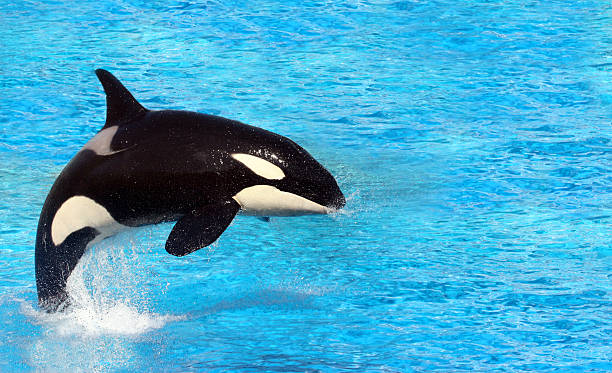 Killer Whale Big killer whale jumping on water pool at the crook stock pictures, royalty-free photos & images