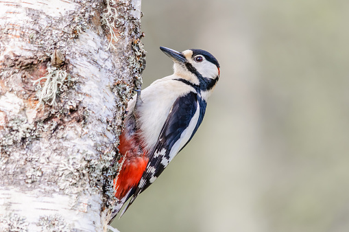 A Great Spotted Woodpecker on a Silver Birch Tree photographed in a Swedish Forest.