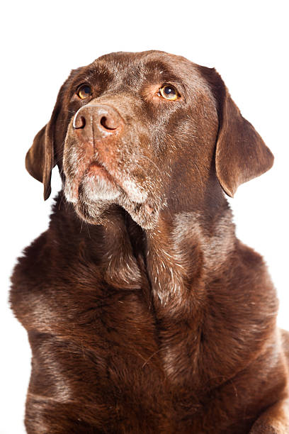 istock Old brown labrador dog isolated on white background. Studio shot. 482658689