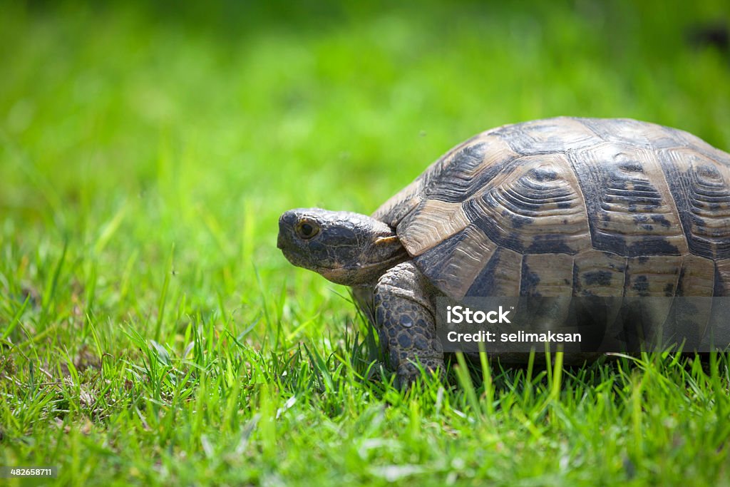 Tortuga on green grass - Foto de stock de Tortuga terrestre libre de derechos