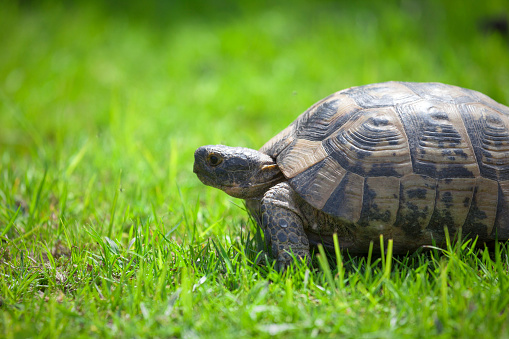 Tortoise on green grass