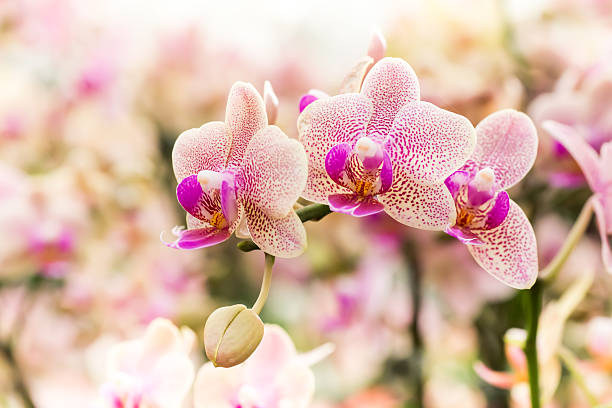 istock Beautiful orchid flowers. 482658828