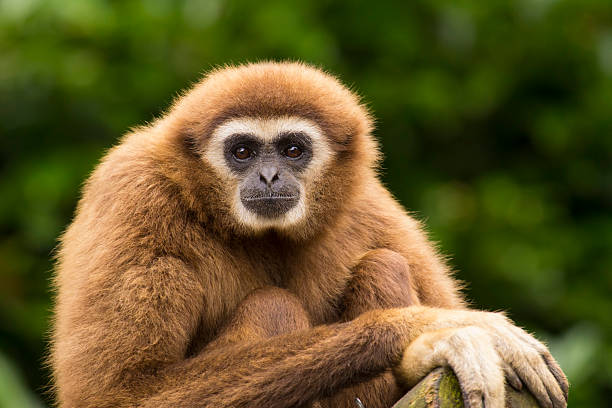 weiße hand gibbon blickkontakt - primitivismus stock-fotos und bilder