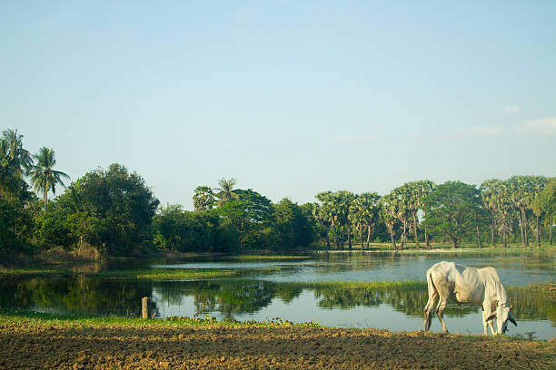 istock Cambodian cow grazes by water (wider) 482659453