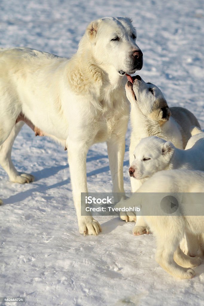 Mother dog with pups of alabai One big young cute smart mother dog and two fluffy lovely pedigree pups of alabai or central asian shepherd standing and licking with tongue on snow in sunny winter day outdoor, vertical picture 2015 Stock Photo