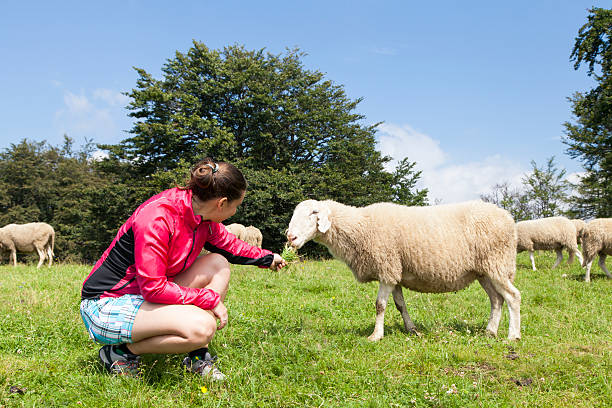 istock Pretty young woman feeding sheep 482667038