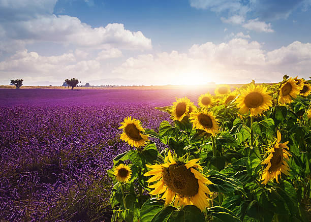 campos de lavanda e girassóis - flower sunflower field landscaped - fotografias e filmes do acervo