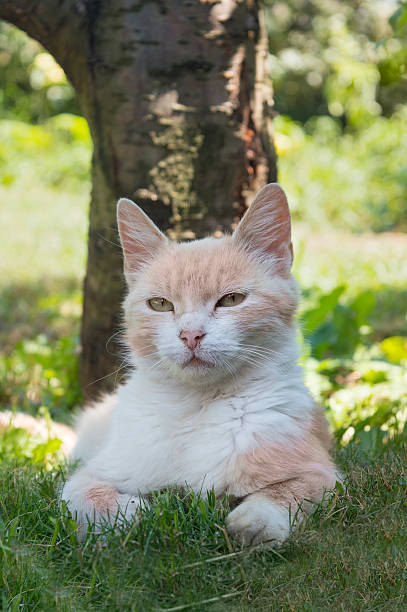 Portrait of a beautiful cat lying in the grass hiding from the summer heat in the shade of a tree