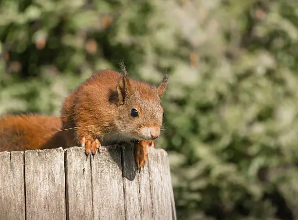 Photo of Eurasian Red Squirrel looking out from a Log